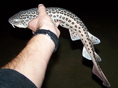 Leopard catshark